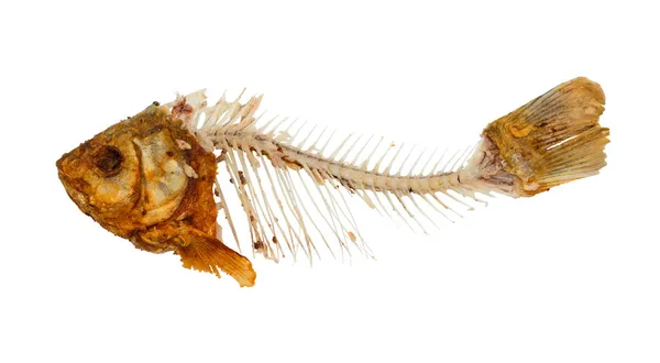 Skeleton of fish — Stock Photo, Image