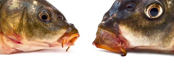 Cabeças de peixe — Fotografia de Stock