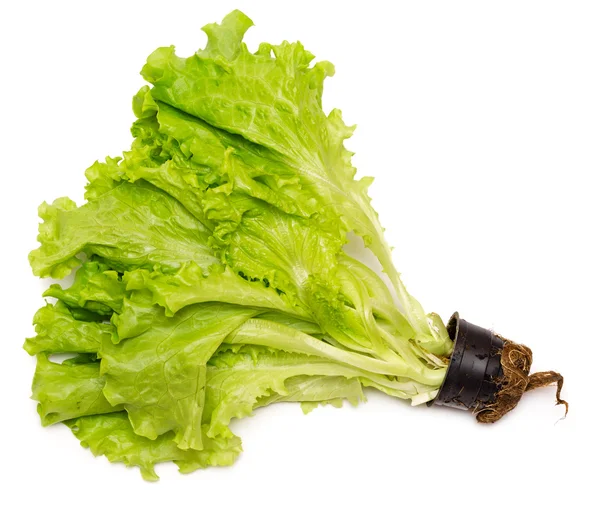 Sallad med rot — Stockfoto