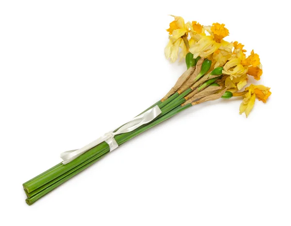 Bunga daffodil kering — Stok Foto