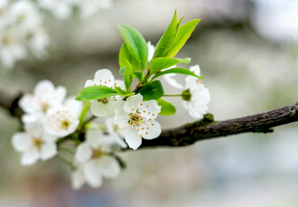 Cherry Tree White Flower Blossom — Stock Photo, Image