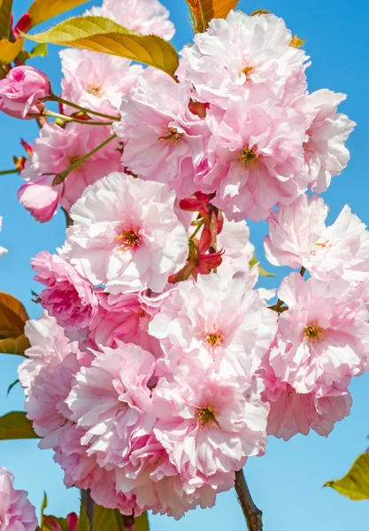 Sakura flowers on blue sky — Stock Photo, Image