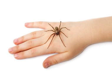 Spider on the human hand clipart
