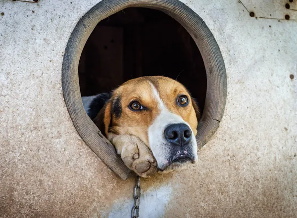 bir zincir köpek kulübesi üzerinde üzgün köpek