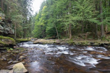 Ormandaki nehrin güzel manzarası
