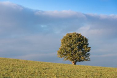 Tarlada yapayalnız yeşil bir ağaç. Sonbahar zamanı