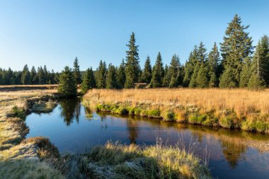 Yeşil çayırlar ve ladin ormanlarının ortasındaki küçük dağ deresi, Jizera Dağları, Çek Cumhuriyeti 'nin Jizerka köyü Kuzey Bohemya' daki Jizerka Dağları. Yaz