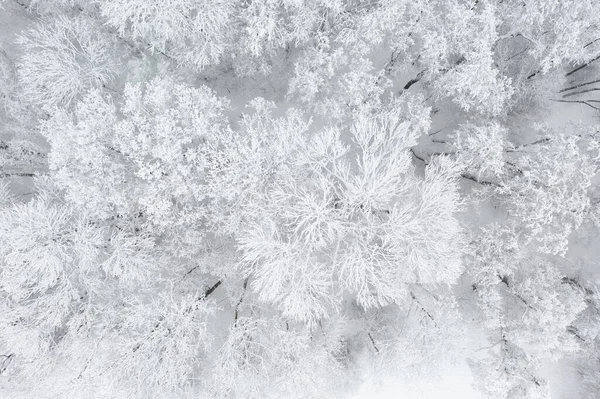 Vista Superior Madera Desde Ojo Del Pájaro Sorprendente Escena Invernal — Foto de Stock