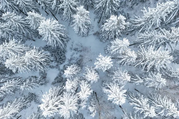 Bosque Picea Norte Hermosa Vista Aérea Increíble Escena Invierno Tema — Foto de Stock