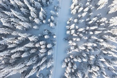 Kuzeydeki ladin ormanı, güzel bir hava manzarası. İnanılmaz kış sahnesi. Noel teması. Kış dönemi. Kış ormanı hava manzarası. İnanılmaz doğa manzarası.