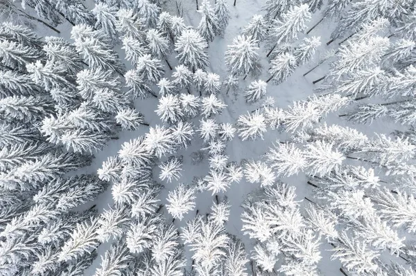 Bosque Picea Norte Hermosa Vista Aérea Increíble Escena Invierno Tema — Foto de Stock