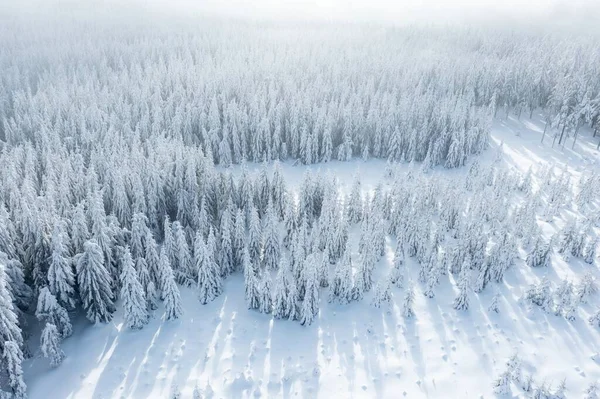 Ель Лес Севере Красивый Вид Сверху Воздуха Удивительная Зимняя Сцена — стоковое фото