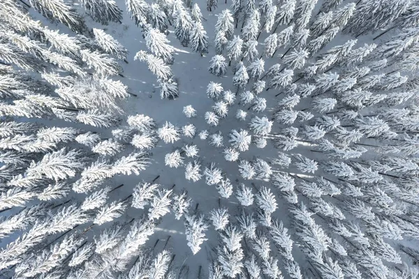 Bosque Picea Norte Hermosa Vista Aérea Increíble Escena Invierno Tema — Foto de Stock
