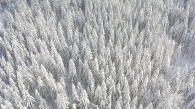 Kuzeydeki ladin ormanı, güzel bir hava manzarası. İnanılmaz kış sahnesi. Noel teması. Kış dönemi. Kış ormanı hava manzarası. İnanılmaz doğa manzarası.