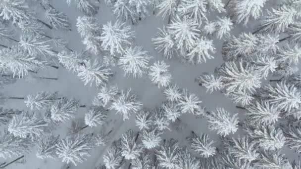 Forêt Épinettes Nord Belle Vue Aérienne Sur Dessus Incroyable Scène — Video