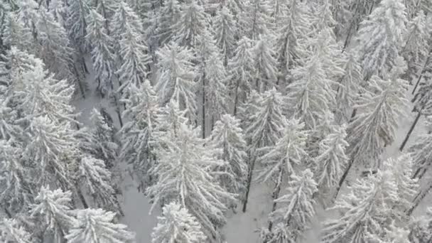 Ель Лес Севере Красивый Вид Сверху Воздуха Удивительная Зимняя Сцена — стоковое видео
