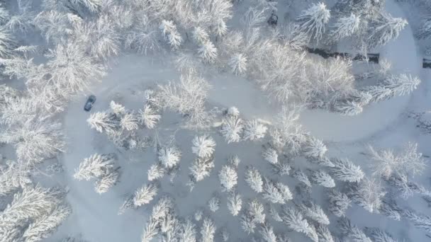 Forêt Épinettes Nord Belle Vue Aérienne Sur Dessus Incroyable Scène — Video