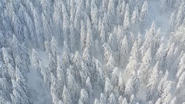 Spruce Forest North Beautiful Aerial Top View Amazing Winter Scene — Stock Video