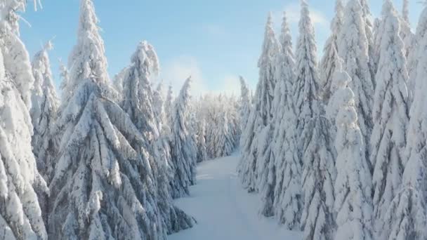 Foresta Abete Rosso Nord Bella Vista Aerea Dall Alto Incredibile — Video Stock