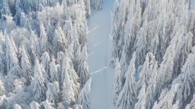Kuzeydeki ladin ormanı, güzel bir hava manzarası. İnanılmaz kış sahnesi. Noel teması. Kış dönemi. Kış ormanı hava manzarası. İnanılmaz doğa manzarası.