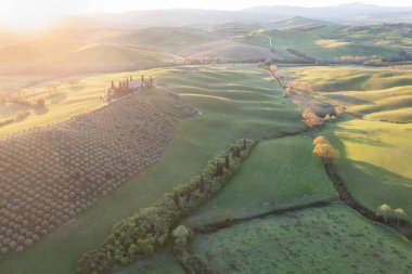 Pienza, İtalya, 05.05.2022: Toskana tepeleri. Cypress 'ler. Toskana 'da yeşil tarlaları olan minimalist bir manzara. Val D 'orcia, İtalya' nın Siena eyaletinde. Güzel güneşli bir gün.