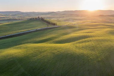 Toskana tepeleri. Selvi. Tepelerin dalgaları, yuvarlanan tepeler, Toskana 'daki yeşil arazili minimalist manzaralar. Val D 'orcia İtalya' nın Siena eyaletinde.