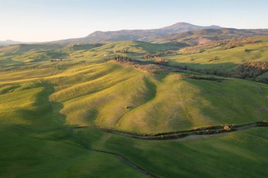 Toskana tepeleri. Selvi. Tepelerin dalgaları, yuvarlanan tepeler, Toskana 'daki yeşil arazili minimalist manzaralar. Val D 'orcia İtalya' nın Siena eyaletinde.