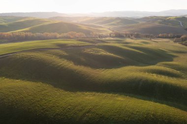 Toskana tepeleri. Selvi. Tepelerin dalgaları, yuvarlanan tepeler, Toskana 'daki yeşil arazili minimalist manzaralar. Val D 'orcia İtalya' nın Siena eyaletinde.