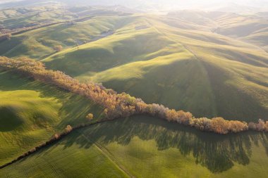 Toskana tepeleri. Selvi. Tepelerin dalgaları, yuvarlanan tepeler, Toskana 'daki yeşil arazili minimalist manzaralar. Val D 'orcia İtalya' nın Siena eyaletinde.