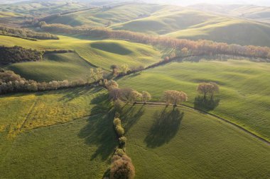 Toskana tepeleri. Selvi. Tepelerin dalgaları, yuvarlanan tepeler, Toskana 'daki yeşil arazili minimalist manzaralar. Val D 'orcia İtalya' nın Siena eyaletinde.