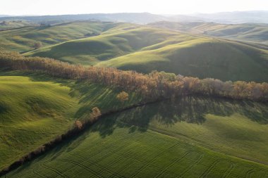 Toskana tepeleri. Selvi. Tepelerin dalgaları, yuvarlanan tepeler, Toskana 'daki yeşil arazili minimalist manzaralar. Val D 'orcia İtalya' nın Siena eyaletinde.