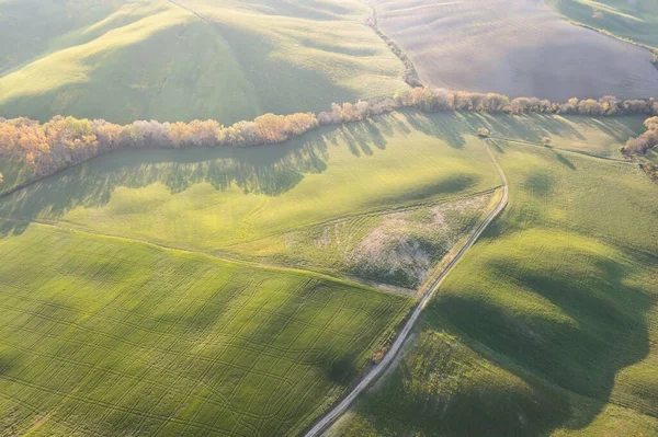 Tuscan Hills Cypress Waves Hills Rolling Hills Minimalist Landscape Green — Φωτογραφία Αρχείου