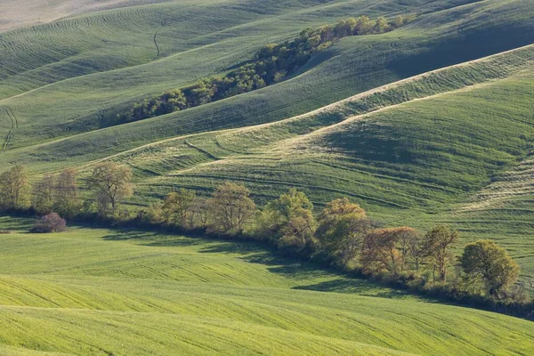 Tuscan Hills Cypress Waves Hills Rolling Hills Minimalist Landscape Green — Foto de Stock