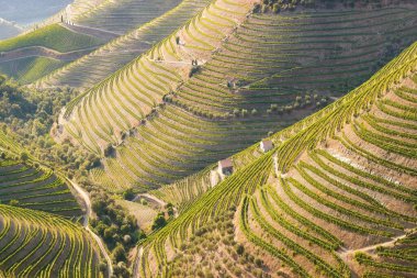 Douro Nehri Vadisi, Portekiz, Portekiz 'deki güzel üzüm bağları. Portekiz porto şarabı. Teras sahaları. Yaz mevsimi.