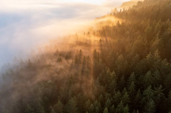 Gezonde Groene Bomen Een Bos Van Oude Sparren Bomen Wildernis — Stockfoto