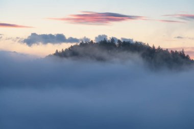 Eski bir ladin ormanındaki sağlıklı yeşil ağaçlar, ulusal bir parkın vahşi doğasındaki parlak sarı güneş ışığıyla aydınlatılmış ağaçlar. Sürdürülebilir endüstri, ekosistem ve sağlıklı çevre kavramları. Hava görünümü