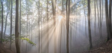 Sonbaharda altın bir ormanda sislerin arasından düşen büyüleyici güneş ışınları. Yaprak döken ağaçların canlı, ılık sonbahar renklerindeki doğanın güzelliği. Fantezi ormanlık arka plan. Güneşli bir gün