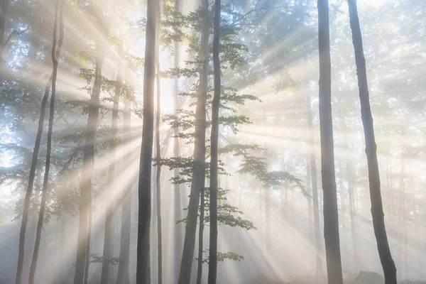 Förtrollande Solstrålar Som Faller Genom Dimman Gyllene Skog Hösten Skönheten — Stockfoto