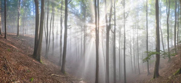 Sonbaharda Altın Bir Ormanda Sislerin Arasından Düşen Büyüleyici Güneş Işınları — Stok fotoğraf