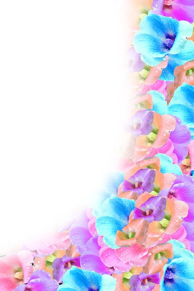 Achtergrond van kleurrijke bloemen — Stockfoto