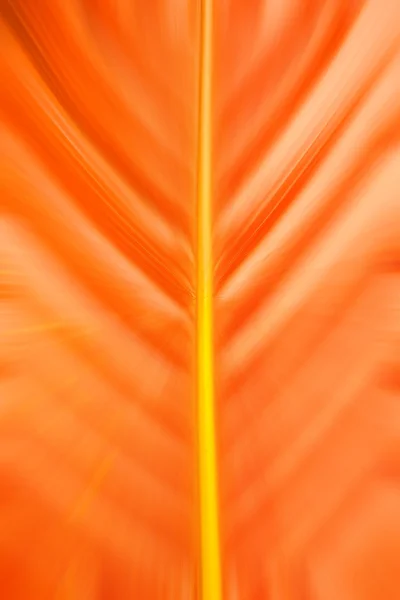 Анотація помаранчевий ліній — стокове фото