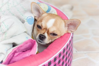 köpek chihuahua uyuyan battaniye