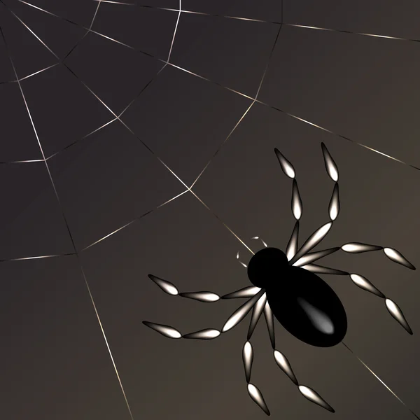 Teia de aranha e aranha — Vetor de Stock