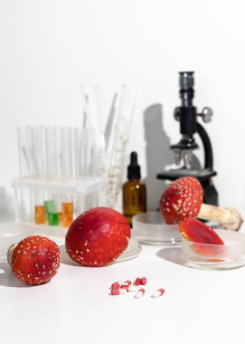Fly agaric mushrooms in laboratory. Harvesting amanita for the manufacture of medicines. Amanita microdosing is the use of dried mushrooms in an ultra-low, literally microscopic dosage. clipart