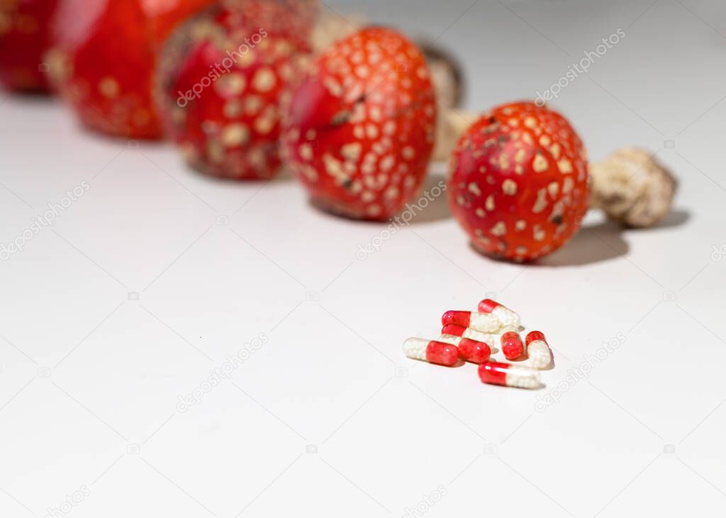 Fly agaric mushrooms in a basket. Harvesting amanita for the manufacture of medicines. Amanita microdosing is the use of dried mushrooms in an ultra-low, literally microscopic dosage.