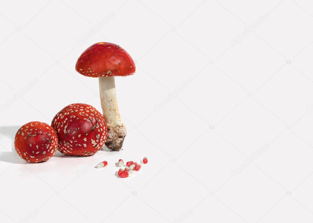 Fly agaric mushrooms in a basket. Harvesting amanita for the manufacture of medicines. Amanita microdosing is the use of dried mushrooms in an ultra-low, literally microscopic dosage.