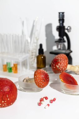 Laboratuvarda agarik mantarlar uçuşuyor. İlaç üretimi için Amanda 'yı hasat ediyorum. Amanita mikrodozu, kurutulmuş mantarların ultra düşük, kelimenin tam anlamıyla mikroskobik dozajda kullanılmasıdır..