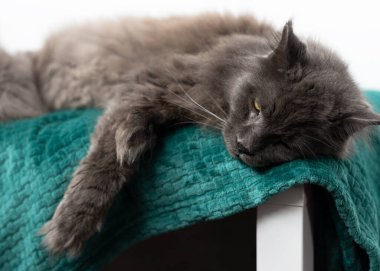 Büyük gri rakun kedi yeşil bir yatak örtüsünde tembelce yatıyor..