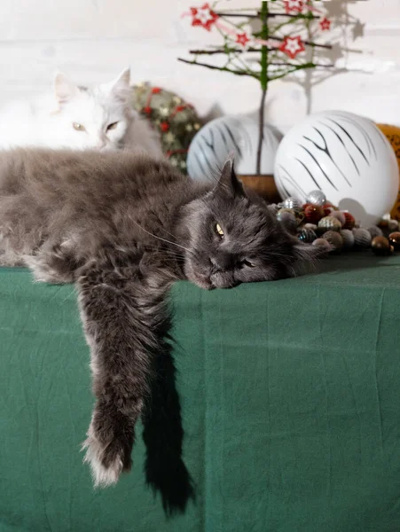 Velká šedá Maine Mýval kočka leží na stole se zeleným ubrusem. Vánoční přání s kopií mezerou — Stock fotografie