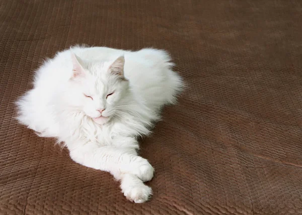 Η μεγάλη άσπρη γάτα του Μέιν Ρουν ξαπλώνει σταυρωτή σε μια καφέ κουβέρτα. Ύπνος χαλαρωτικό σπίτι γάτα. — Φωτογραφία Αρχείου